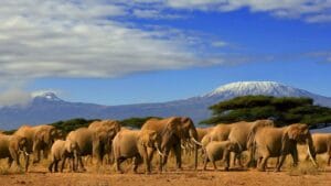 Picture Of Elephants From Kenya