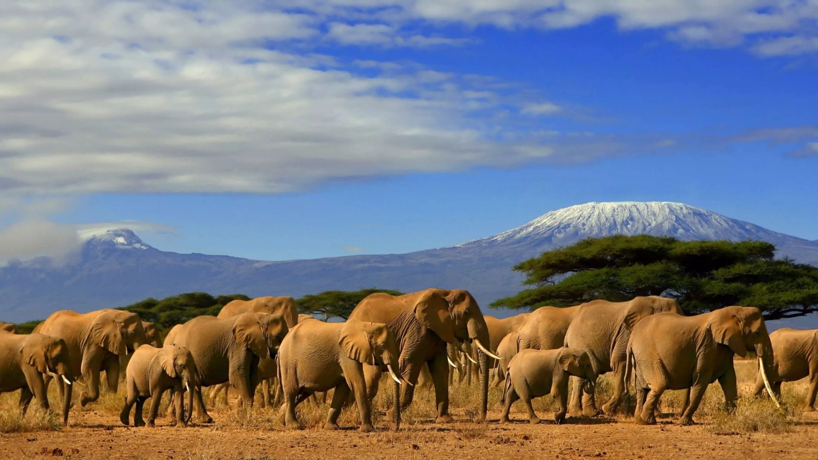 Picture Of Elephants From Kenya