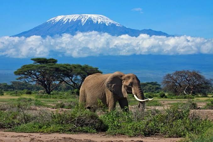 Picture Of An Elephant From Tanzania